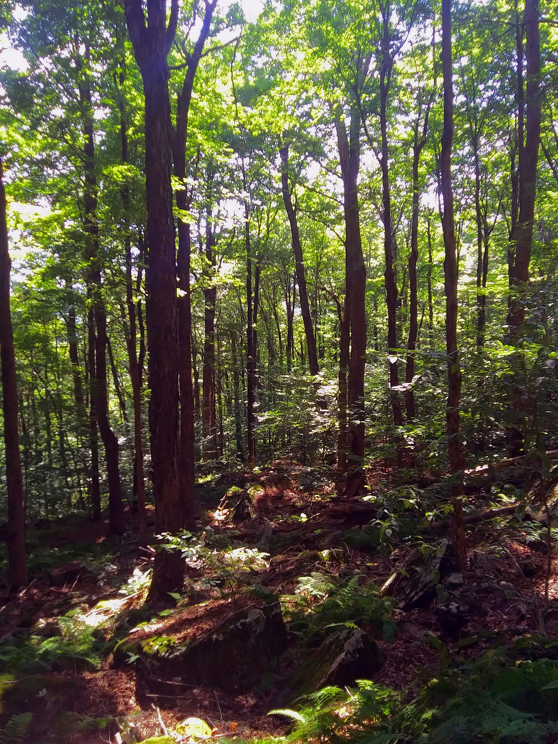 Catskills forest valley mist
