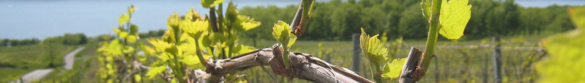 Finger Lakes vineyard hillside