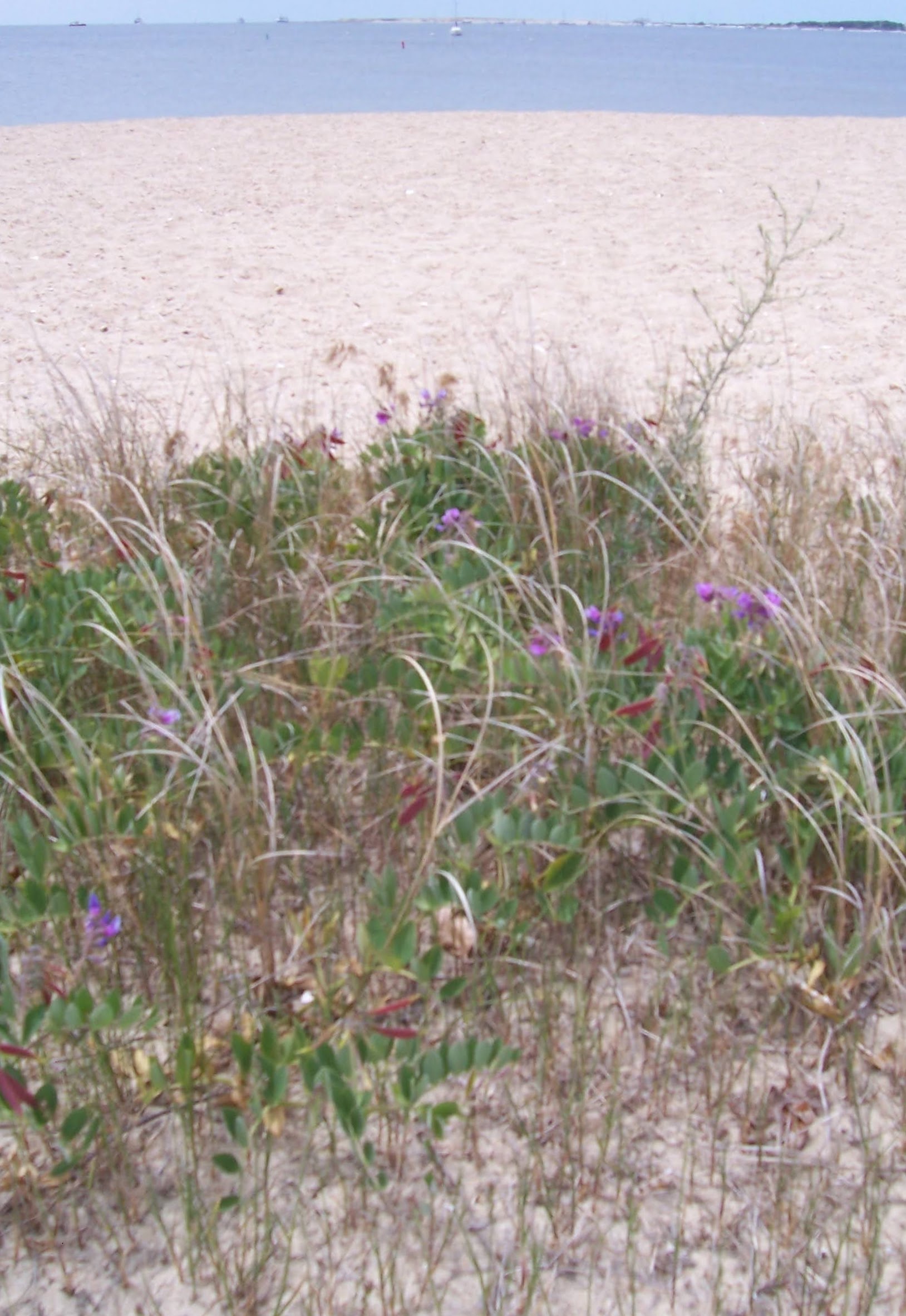 Cape Cod beach dunes lighthouse