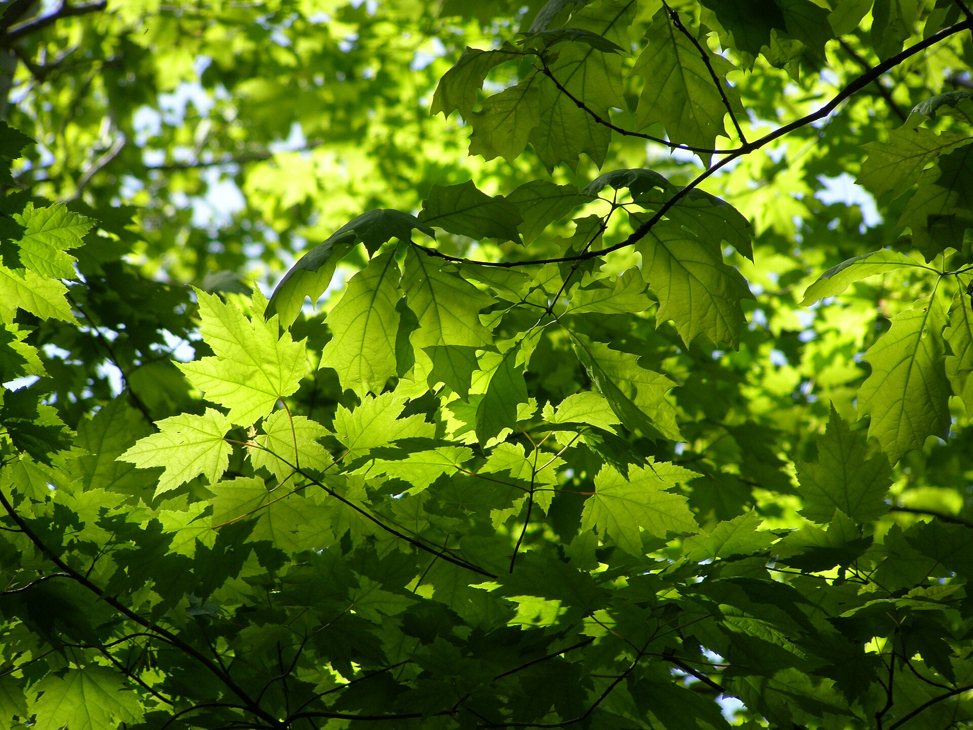 red maple leaves forest