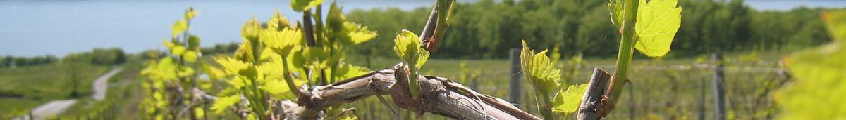 Finger Lakes vineyard hillside