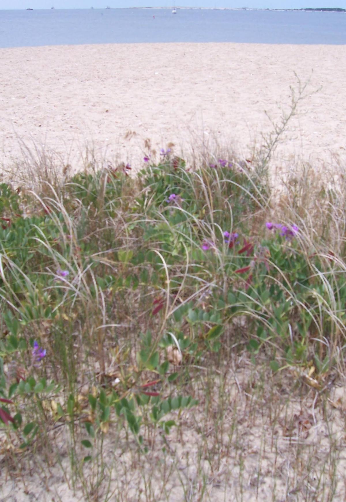 Cape Cod beach dunes lighthouse